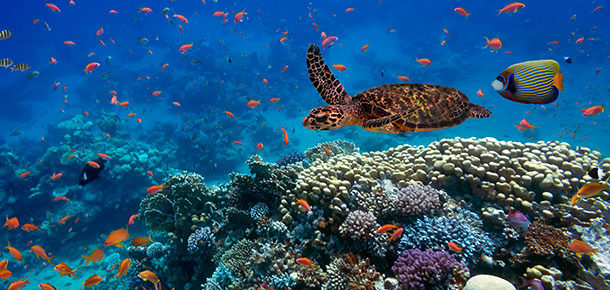 🇪🇬 Egipt od 469 zł — Marsa Alam, Hurghada i Szarm